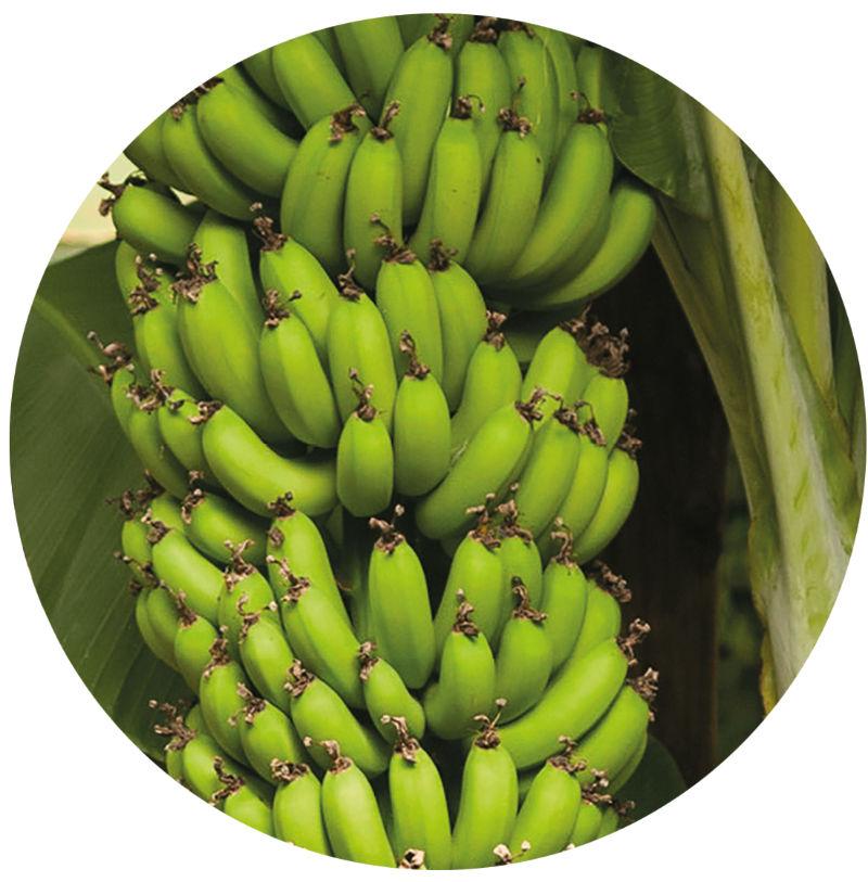 Vitropic produit banane